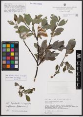 Salix bicolor Ehrh. ex Willd.